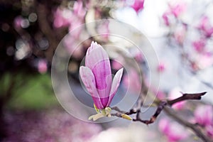 Close-up of a flower of a magnolio grandiflora bull bay, bloom photo