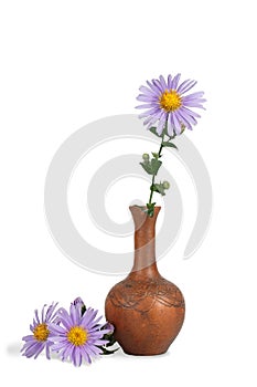 Close-up of flower of Michaelmas daisies in the clay  pitcher isolated on white