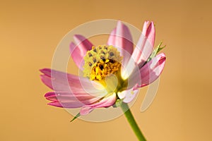 Close up flower with orange background and yellow stamen