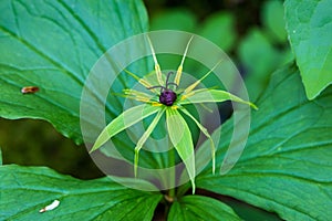 The close-up of the flower of Paris quadrifolia, the herb-paris