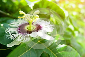 Close up flower of passion fruit on the tree