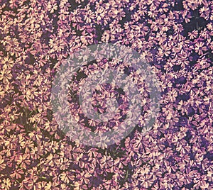 Close up on flower Phlox Subulata (Polemoniaceae),