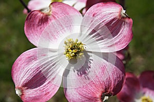 Close-up of a flower of the Pink Flowering Dogwood tree Cornus florida var. ruba