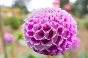 Close-up of the flower of pompon dahlia Frans Kafka