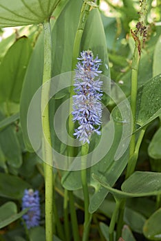Purple blu flower of Pontederia cordata photo