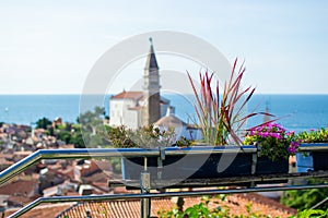 Close-up of a flower pot with St. George`s Parish Church and the Adriatic Sea at the background, in Piran, Slovenia