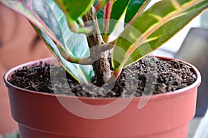 Close-up in a flower pot. Tropical plant colorful leaves. Codiaeum variegatum, croton. Soft focus. Selective focus