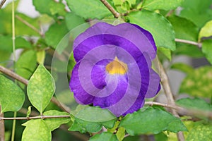 Close up flower purple Thunbergia erecta Benth. Anderson