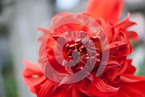 Close-up flower of red Dahlia with undisclosed petals. photo