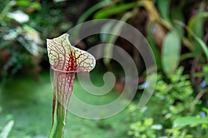 Close-up of a flower of Sarracenia Latin Sarracenia - a carnivorous insectivorous plant against a background of green plants.