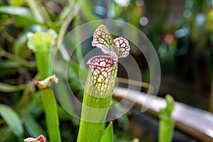 Close-up of a flower of Sarracenia Latin Sarracenia - a carnivorous insectivorous plant on a blurred background