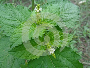 Close up flower of sensitive plant, sleepy plant or the touch-me-not tree Mimosa pudica in green leaf.