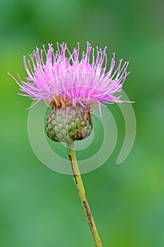 Serratula centauroides