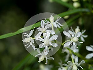 Close up flower of Shatavari plant