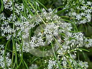 Close up flower of Shatavari plant