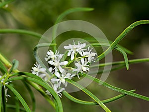 Close up flower of Shatavari plant