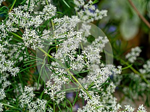 Close up flower of Shatavari plant on blur background