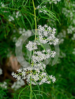 Close up flower of Shatavari plant on blur background