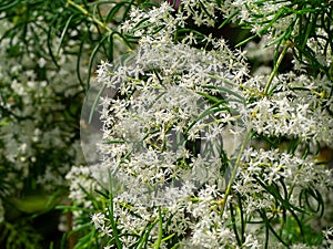 Close up flower of Shatavari plant on blur background