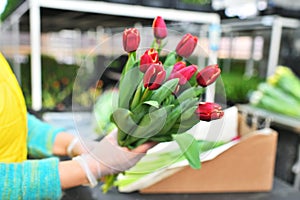 close-up of a flower shop clerk or florist holding a beautiful bouquet of red unopened tulips against the background of