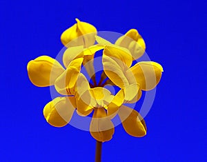 A close up of a flower spartium junceum