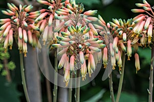 Close up of a flower stalk of an Aloe sheilae plant