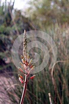 Close up of small flower buds on an Aloe sheilae plant in the Arizona desert