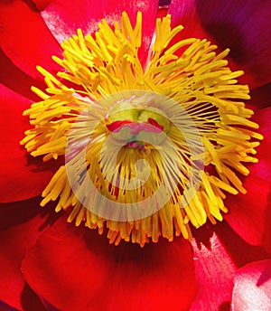 Close up of flower stamans