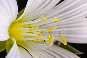 Close-up of the flower of Stellaria holostea