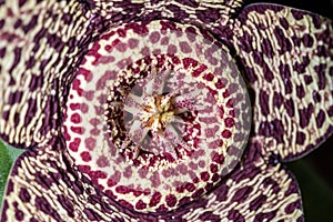 Close up of the flower of the succulence of Stapelia pulchellus