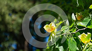 Close up of flower of Tulip tree Liriodendron tulipifera on branch in Arboretum Park Southern Cultures in Sirius Sochi.