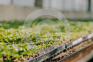 Close up of Flower and Vegetable Seedings in Greenhouse