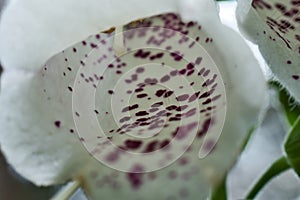 Close-up of the flower of a white lupine, scientific name Lupinus nanus, flower