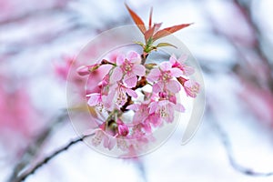 Close up flower Wild Himalayan Cherry blossom  beautiful flowers in Thailand at Koon Chang Kean , Changmai Thailand  Province, Sak