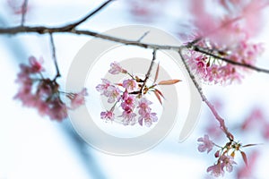 Close up flower Wild Himalayan Cherry blossom  beautiful flowers in Thailand at Koon Chang Kean , Changmai Thailand  Province, Sak