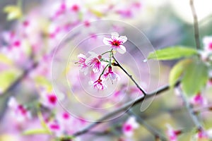 Close up flower Wild Himalayan Cherry blossom  beautiful flowers in Thailand at Koon Chang Kean , Changmai Thailand  Province, Sak