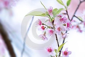 Close up flower Wild Himalayan Cherry blossom  beautiful flowers in Thailand at Koon Chang Kean , Changmai Thailand  Province, Sak