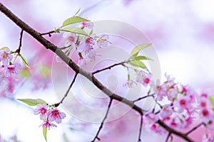 Close up flower Wild Himalayan Cherry blossom  beautiful flowers in Thailand at Koon Chang Kean , Changmai Thailand  Province, Sak