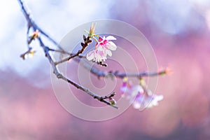 Close up Flower Wild Himalayan Cherry blossom  beautiful flowers in Thailand at Koon Chang Kean , Changmai Thailand  Province, Sak