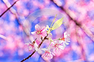 Close up Flower Wild Himalayan Cherry blossom  beautiful flowers in Thailand at Koon Chang Kean , Changmai Thailand  Province, Sak