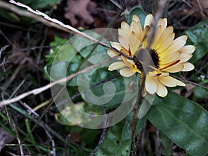 Close-up on Flower with Yellow, White, and Beige Gradient