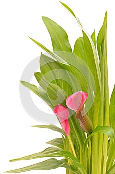 Close up flower Zantedeschia