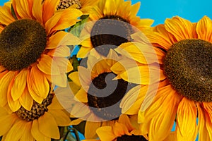 Close-up of flowered sunflowers