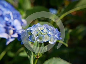 Close up of flowerhead of blue hydrangea macrophylla. hortensia flowers