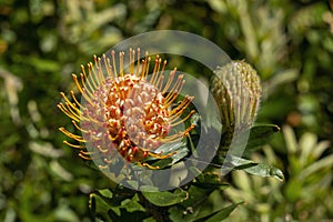 Close-up of flowerhead of a \'carnival orange\' wart-stemmed pincushion (leucospermum cuneiforme) photo