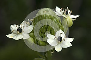 Close-up of flowerhead of giant chincherinchee with many small flowers