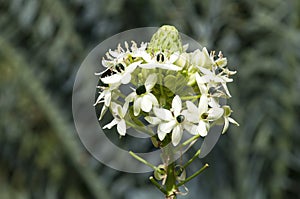 Close-up of flowerhead of Ornithogalum saundersiae or Giant chincherinchee with many small flowers