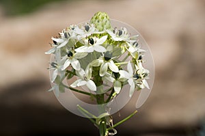 Close-up of flowerhead of Ornithogalum saundersiae or Giant chincherinchee with many small flowers