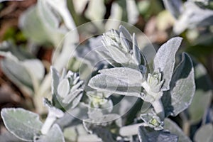 Close-up of flowerheads beginning to form along the fuzzy silver foliage of a lamb`s ear plant