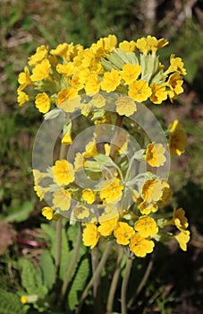 Close up flowerheads on oxlip, primula elatior photo